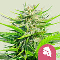 Royal Cheese (Fast Flowering) - Semi Stagionali