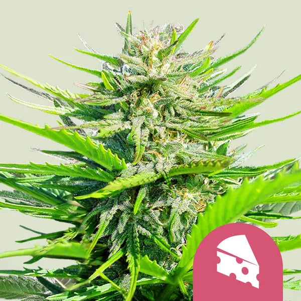 Royal Cheese (Fast Flowering) - Semi Stagionali