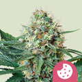 Royal Cookies - Semi Stagionali