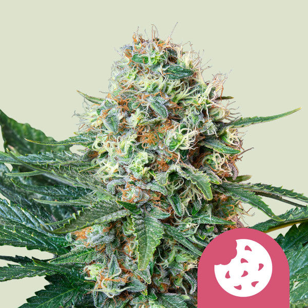 Royal Cookies - Semi Stagionali