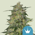 Royal Higness CBD - Semi Stagionali