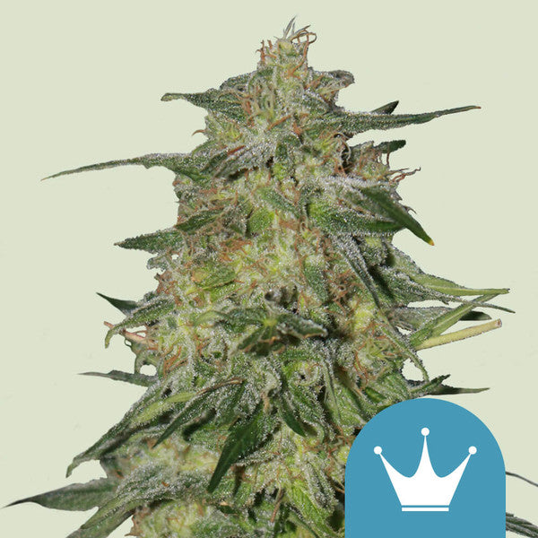 Royal Higness CBD - Semi Stagionali