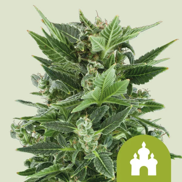 Royal Kush Automatic - Semi Autofiorenti