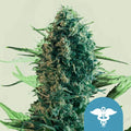 Royal Medic CBD - Semi Stagionali