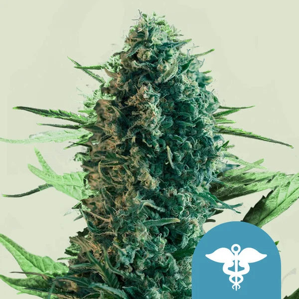 Royal Medic CBD - Semi Stagionali