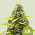 Royal Runtz Automatic - Autoflowering Seeds