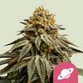 Royal Skywalker - Seasonal Seeds