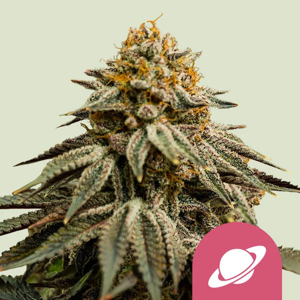 Royal Skywalker - Seasonal Seeds