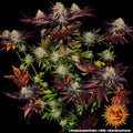 Runtz x Layer Cake - Seasonal Seeds