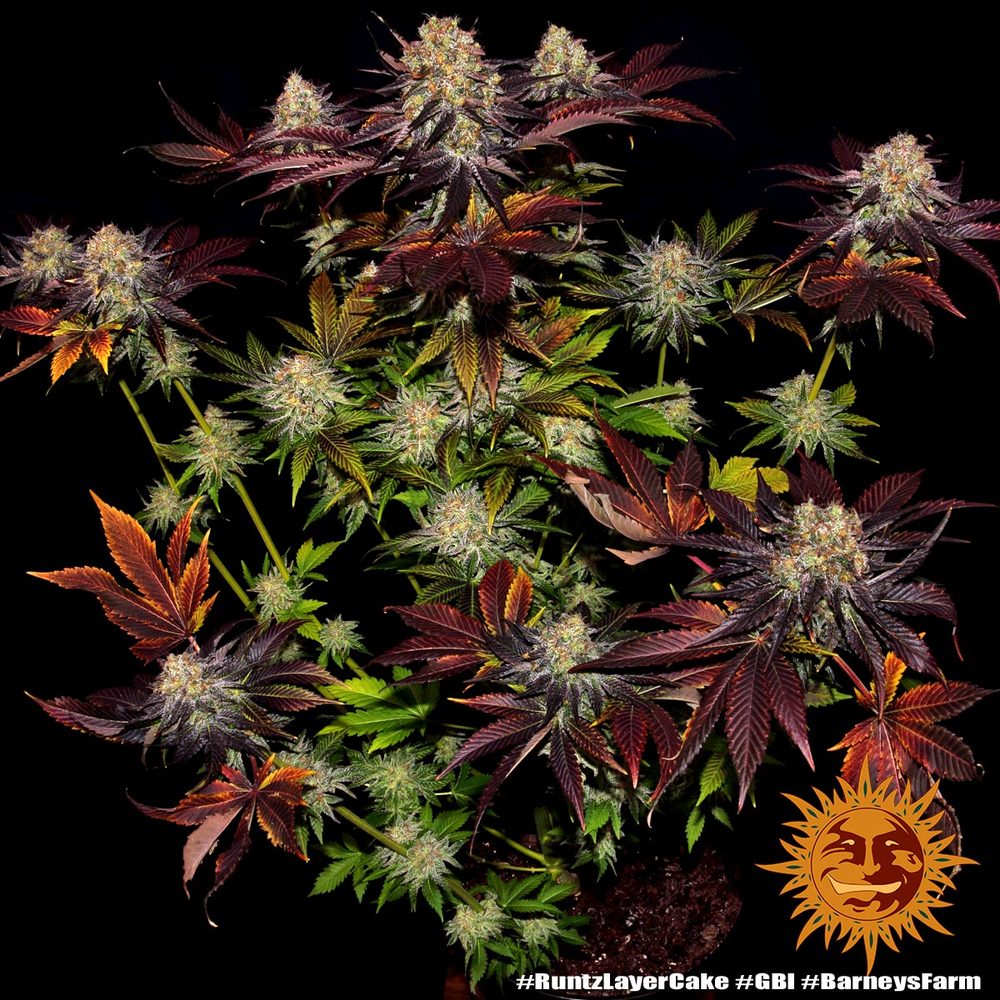 Runtz x Layer Cake - Seasonal Seeds