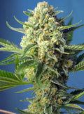S.A.D. Sweet Afghani Delicious Auto - Semi Autofiorenti