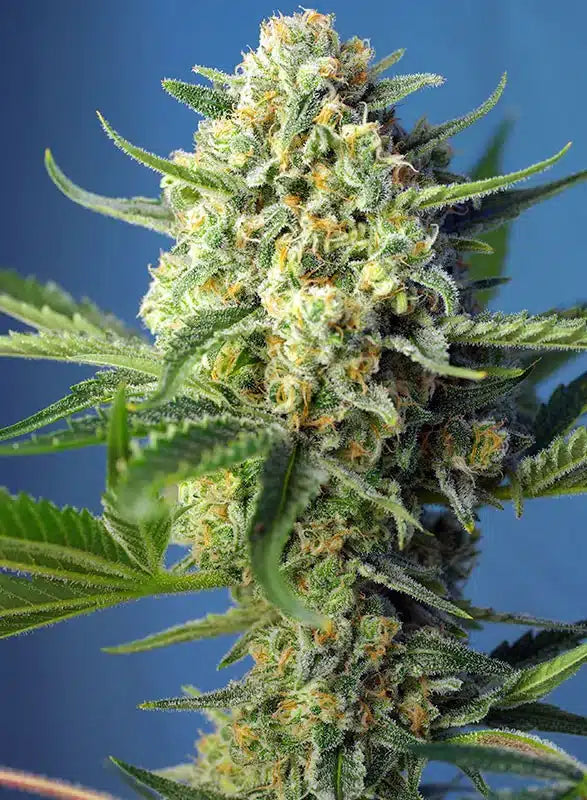 S.A.D. Sweet Afghani Delicious Auto - Semi Autofiorenti