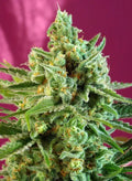 S.A.D. Sweet afgani Delicious CBD - Semi Stagionali
