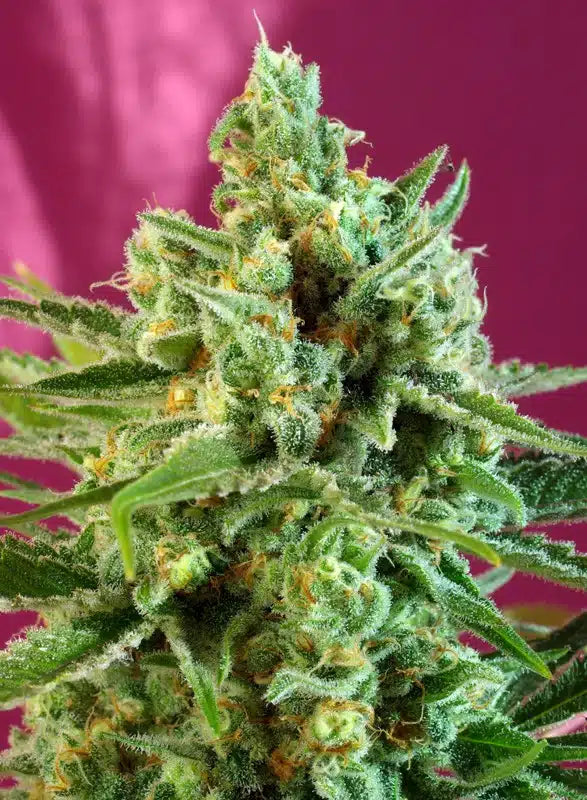 S.A.D. Sweet afgani Delicious CBD - Semi Stagionali