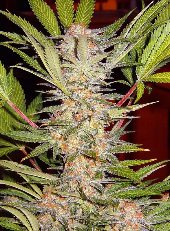 S.A.D. Sweet Afgani Delicious S1 - Semi Stagionali