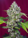 San Fernando Lemon Kush - Semi Stagionali