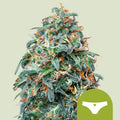 Sherbet Queen Automatic - Autoflowering Seeds