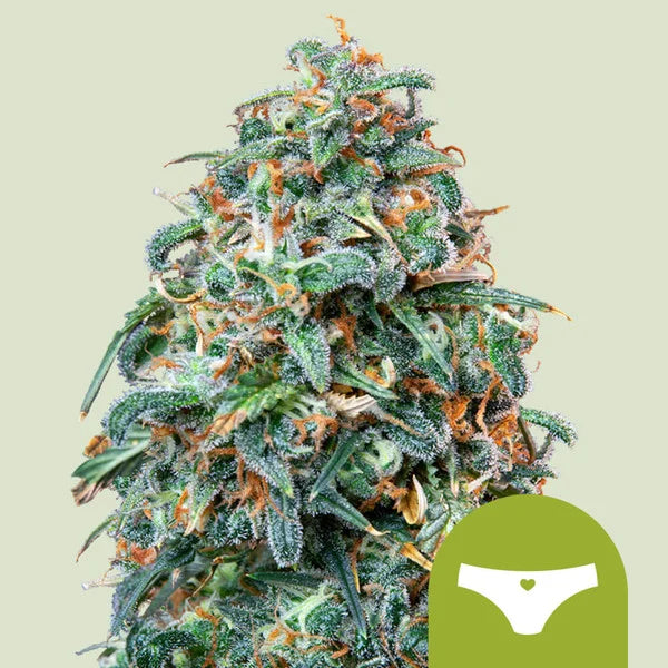 Sherbet Queen Automatic - Autoflowering Seeds