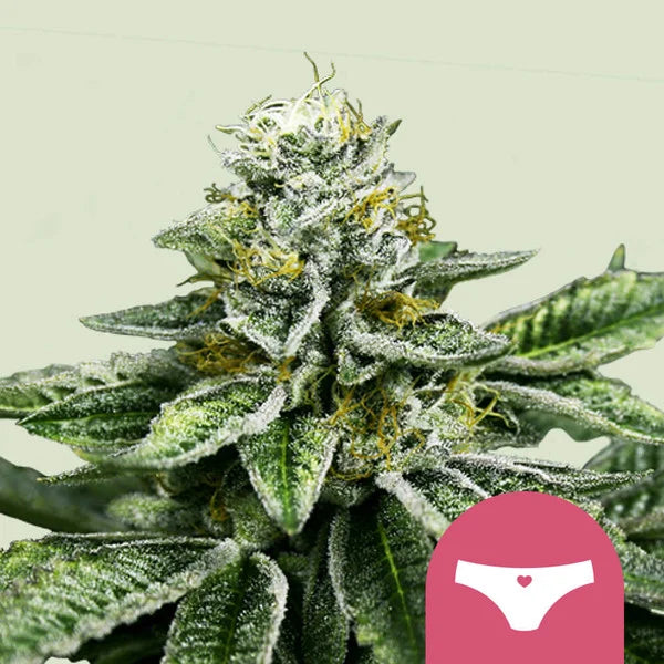 Sherbet Queen - Semi Stagionali