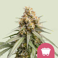 Shining Silver Haze - Semi Stagionali