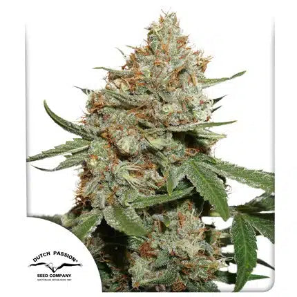 Skunk #11 - Seasonal Seeds