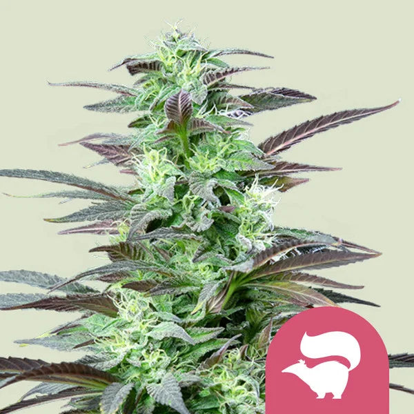 Skunk XL - Semi Stagionali