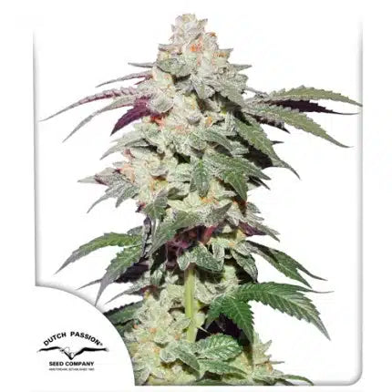 Skywalker Haze - Seasonal Seeds