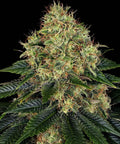 Skywalker OG Auto - Semi Autofiorenti