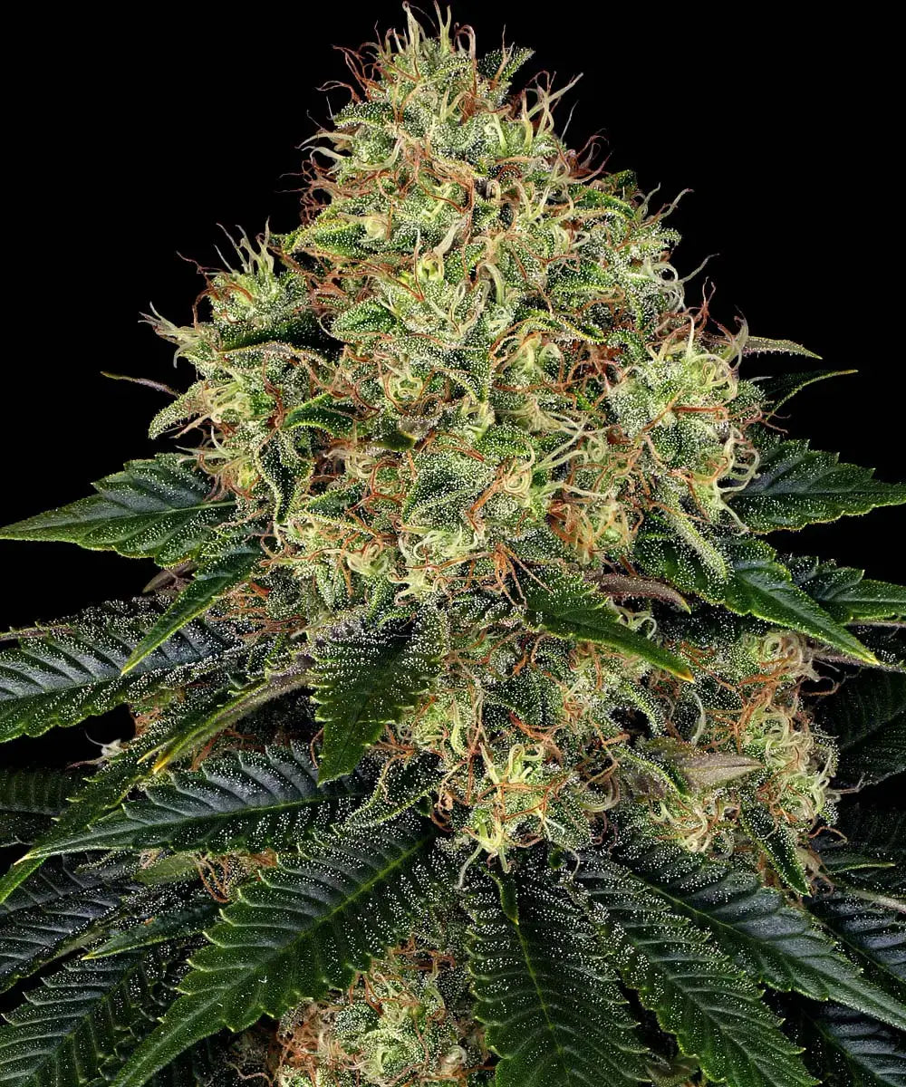 Skywalker OG Auto - Semi Autofiorenti