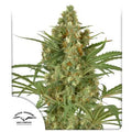 Snow Bud - Seasonal Seeds