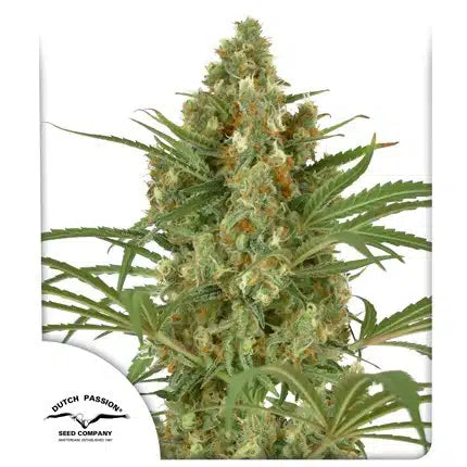 Snow Bud - Seasonal Seeds