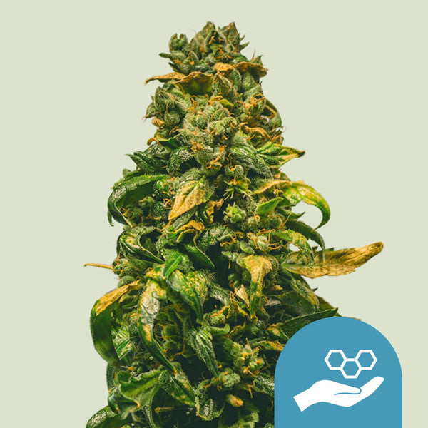 Solomatic CBD - Semi Autofiorenti