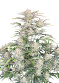 Sour Diesel Auto Original - Semi Autofiorenti