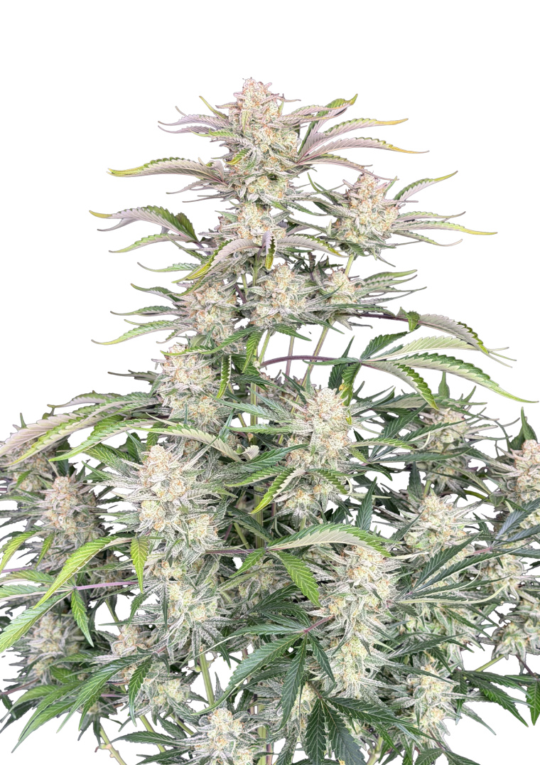 Sour Diesel Auto Original - Semi Autofiorenti