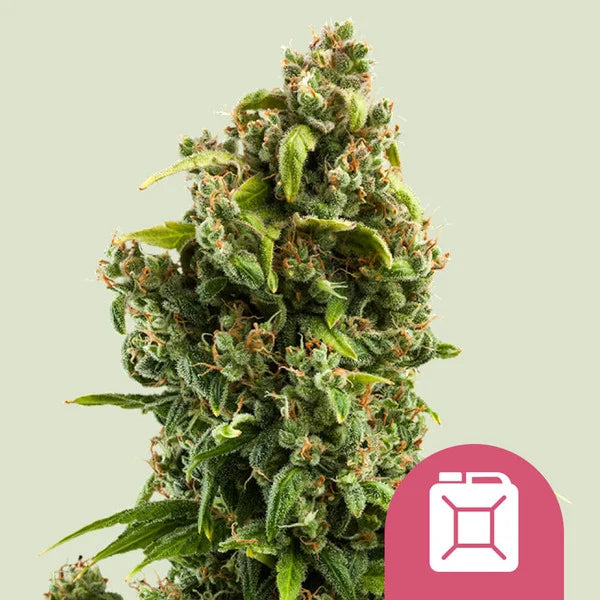 Sour Diesel - Semi Stagionali