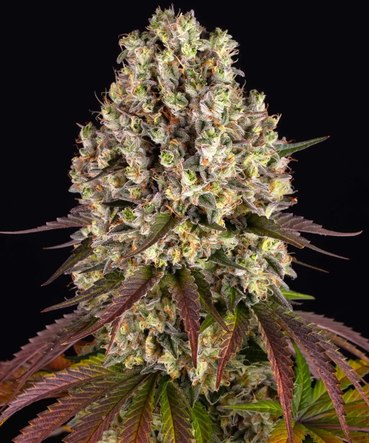 SOUR DIESEL