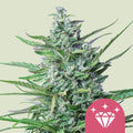 Special Kush 1 - Semi Stagionali