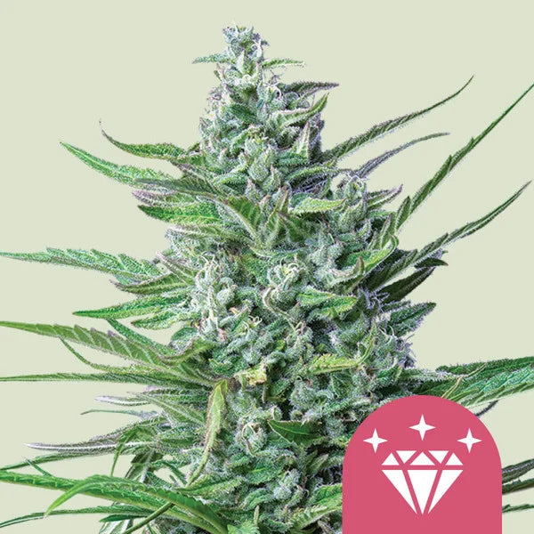 Special Kush 1 - Semi Stagionali