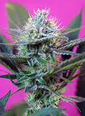 + Speed Auto - Semi-Autoflowering
