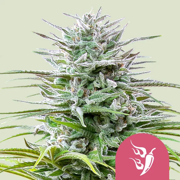 Speedy Chile (Fast Flowering) - Semi Stagionali
