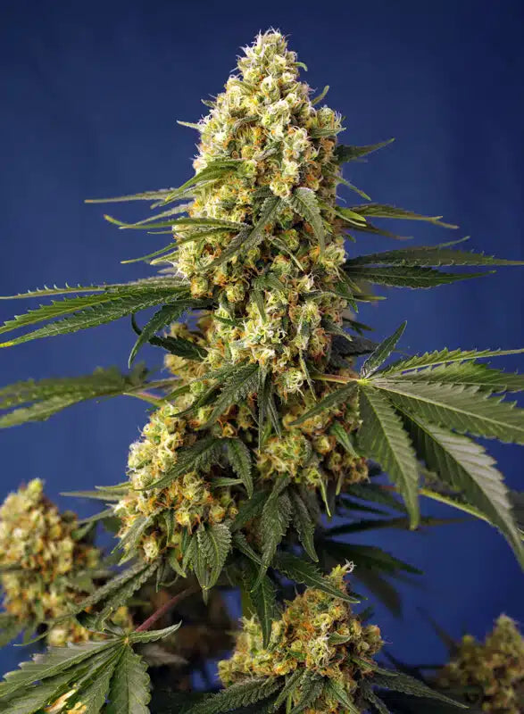Strawberry Banana Gelato XL Auto - Semi Autofiorenti