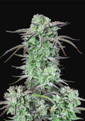 Strawberry Banana Auto - Autoflowering Seeds