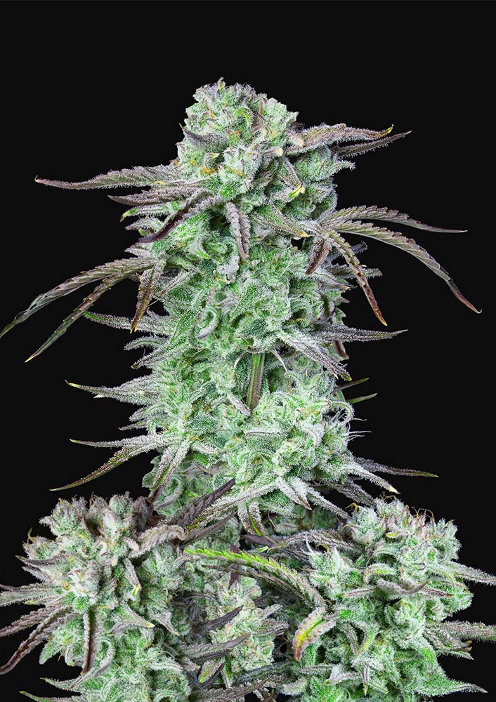 Strawberry Banana Auto - Autoflowering Seeds
