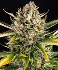 Strawberry Cheesecake Auto - Autoflowering Seeds