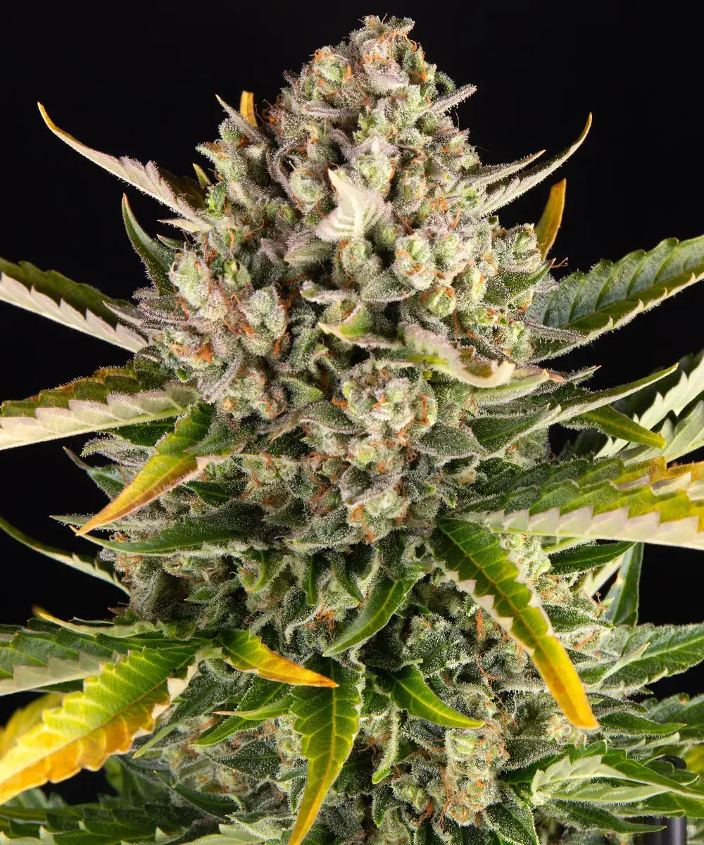 Strawberry Cheesecake Auto - Autoflowering Seeds