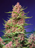 Strawberry Cola Sherbet F1 Fast Version - Semi Stagionali