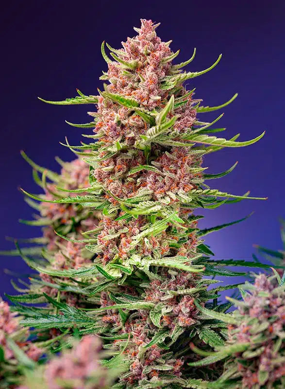 Strawberry Cola Sherbet F1 Fast Version - Semi Stagionali