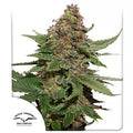 Strawberry Cough - Seasonal Seeds