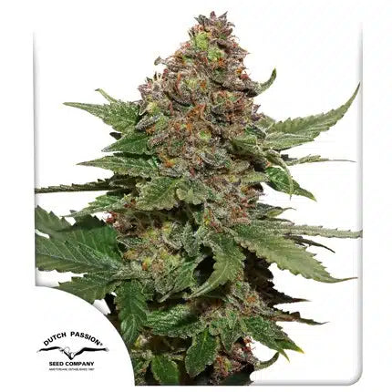 Strawberry Cough - Seasonal Seeds