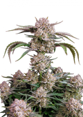 Strawberry Gorilla Auto - Autoflowering Seeds